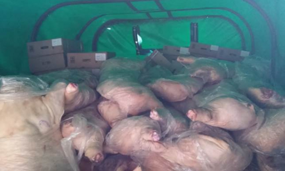 СБУ поймала комбата одного из батальонов на попытке ввоза в «ЛНР» 10 тонн мяса
