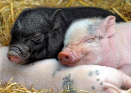 Россельхознадзор временно запретил импорт украинской свинины