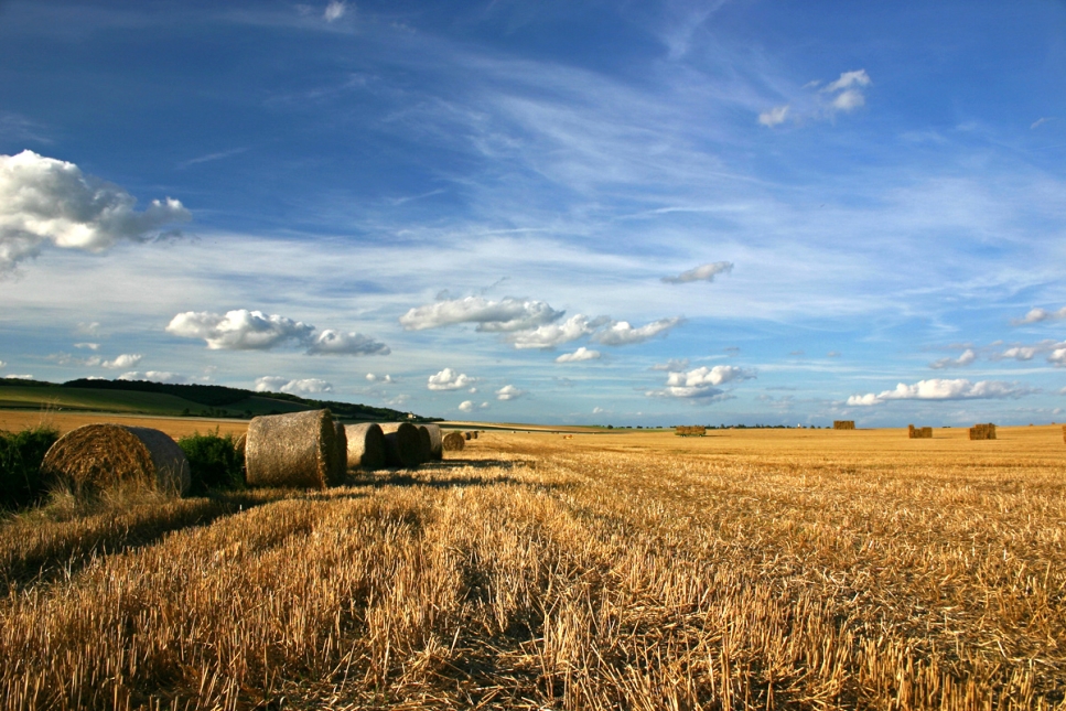 Комитет Рады рекомендует запретить продажу сельхозземель иностранным инвесторам