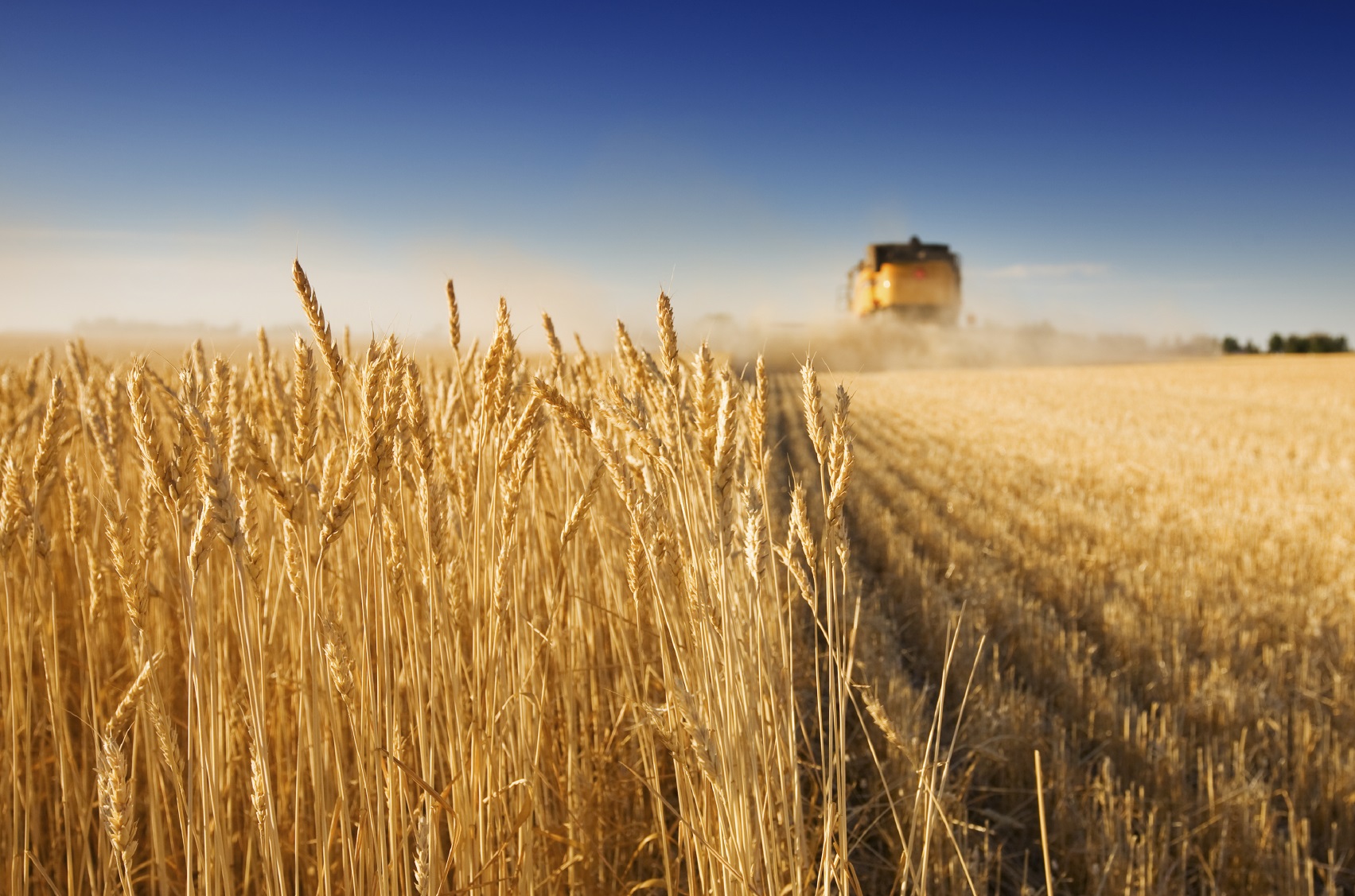 Подумайте почему урожай на полях защищенных. Сельское хозяйство. Поле пшеницы. Поле сельское хозяйство. Сельское хозяйство пшеница.