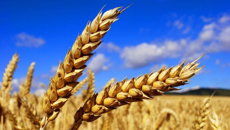 Украина исчерпала квоту на беспошлинный экспорт пшеницы в ЕС
