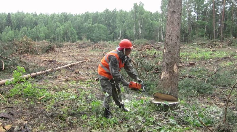 Луценко: Житомирская область – первая по вырубке леса