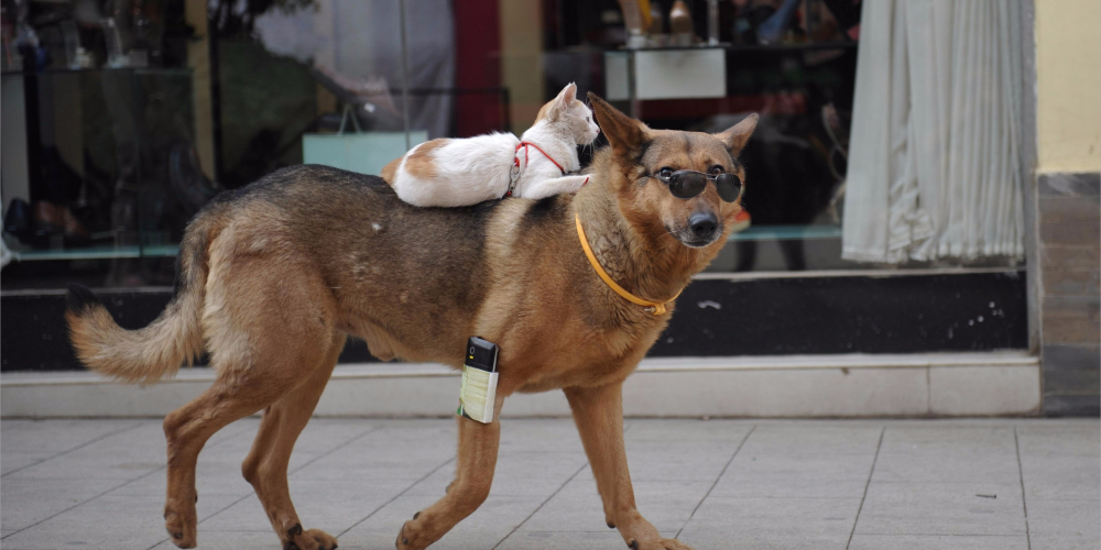 Киевский горсовет запретил выгул собак и котов у школ, детсадов и больниц
