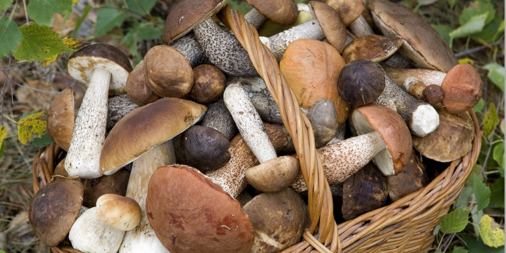 Франция нашла следы цезия в грибах, которые могут быть из России