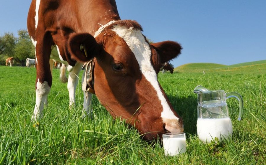 Завод Roshen стал лидером по переработке молока в Украине
