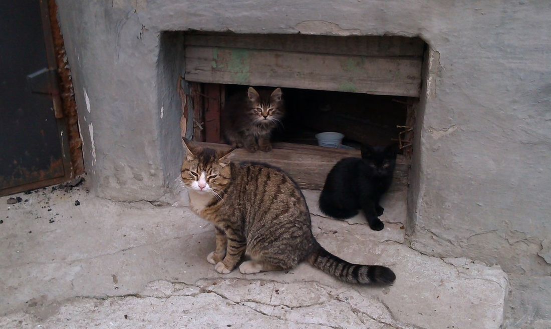 В Днепре бездомных котов признали частью экосистемы