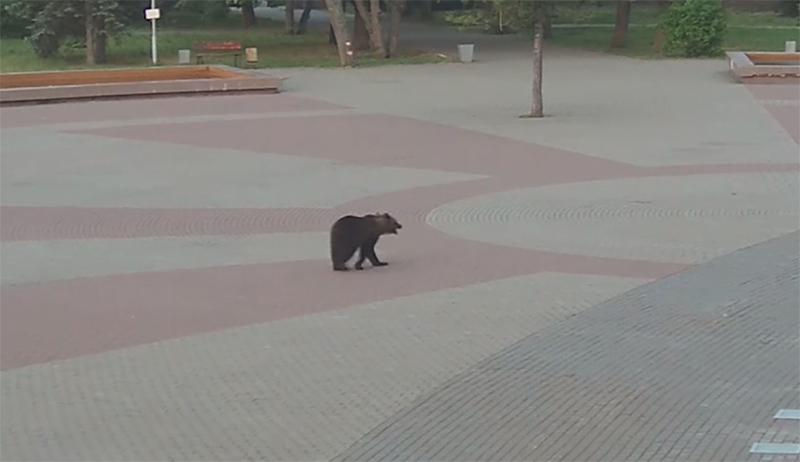 В Архангельске медведь напал на мужчину, который пытался его сфотографировать