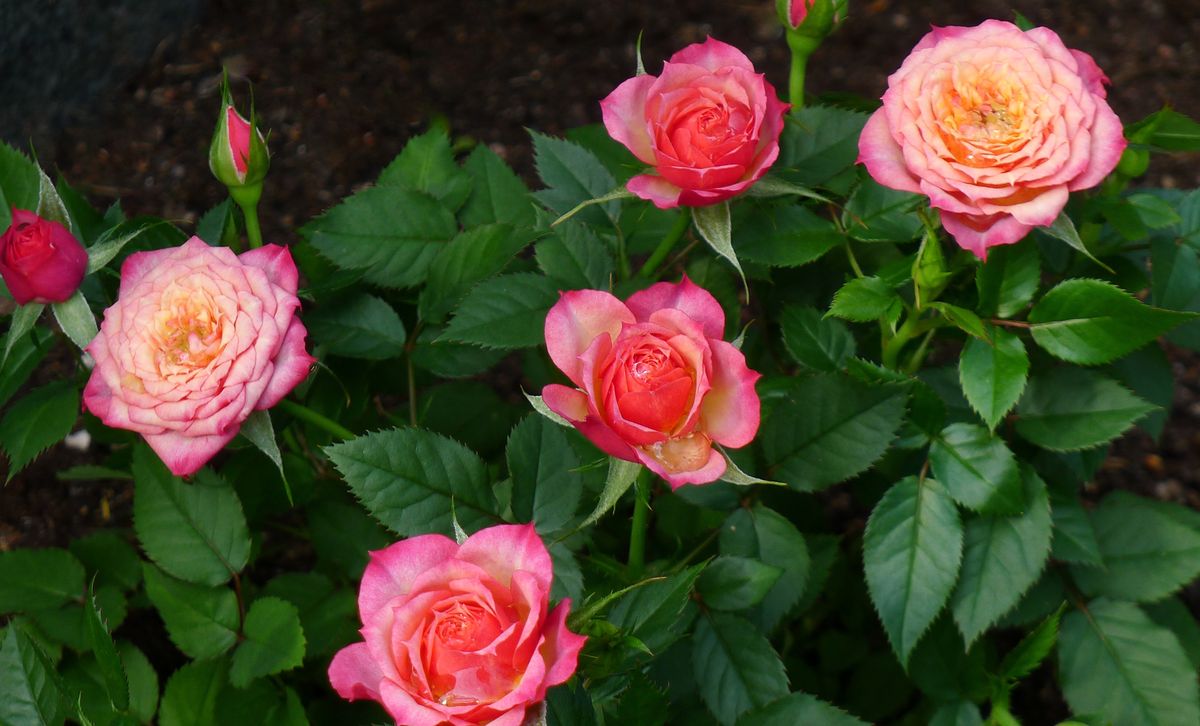Киевлянина посадили на три года за кражу 11 кустов роз