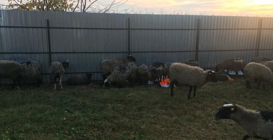 В Киеве требовали наказать виновных в гибели одесских овец