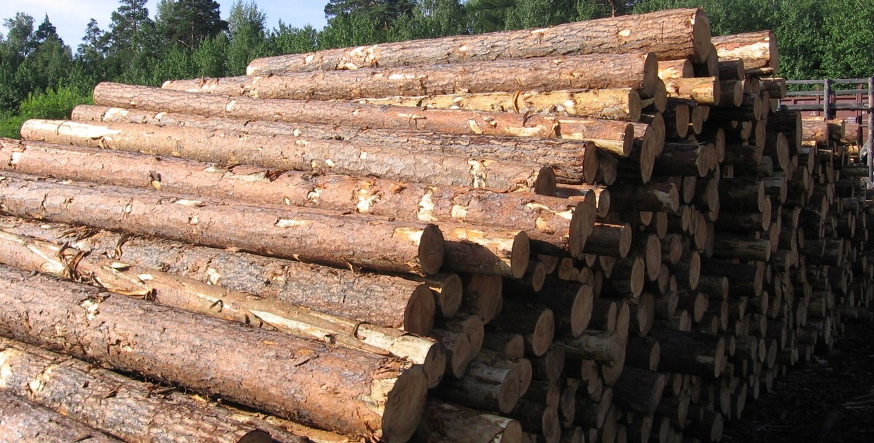 ЕС призвал Украину отменить мораторий на экспорт леса-кругляка
