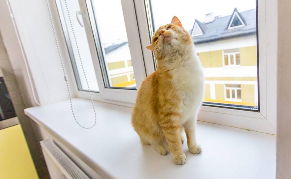 Порошенко опубликовал в Facebook фото рыжего котика