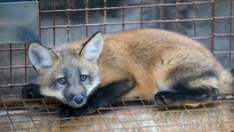 В Сербии запретили убийство животных ради производства меха