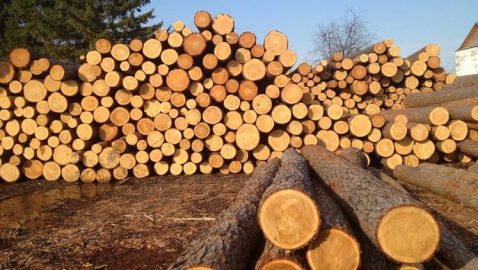 Верховная Рада увеличила штрафы за незаконную вырубку леса