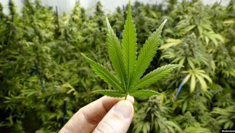 В Раду внесли законопроект о легализации медицинской марихуаны