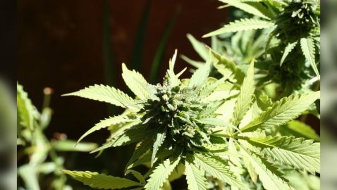 Комитет Рады поддержал легализацию медицинской марихуаны
