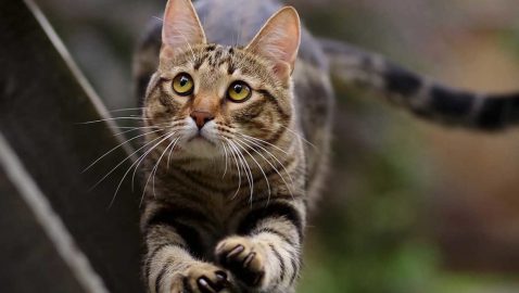 В штате Нью-Йорк запретили удалять когти котам