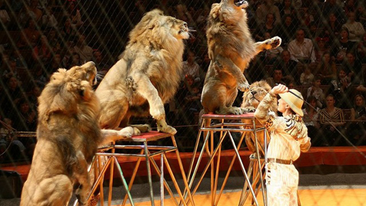 Суд запретил одесскому цирку использовать животных в выступлениях