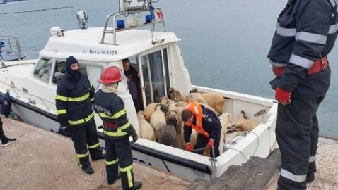 У берегов Румынии утонули более 14 тысяч овец