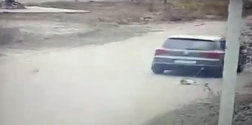 Появилось видео того, как машина чиновника тащила по дороге привязанную собаку