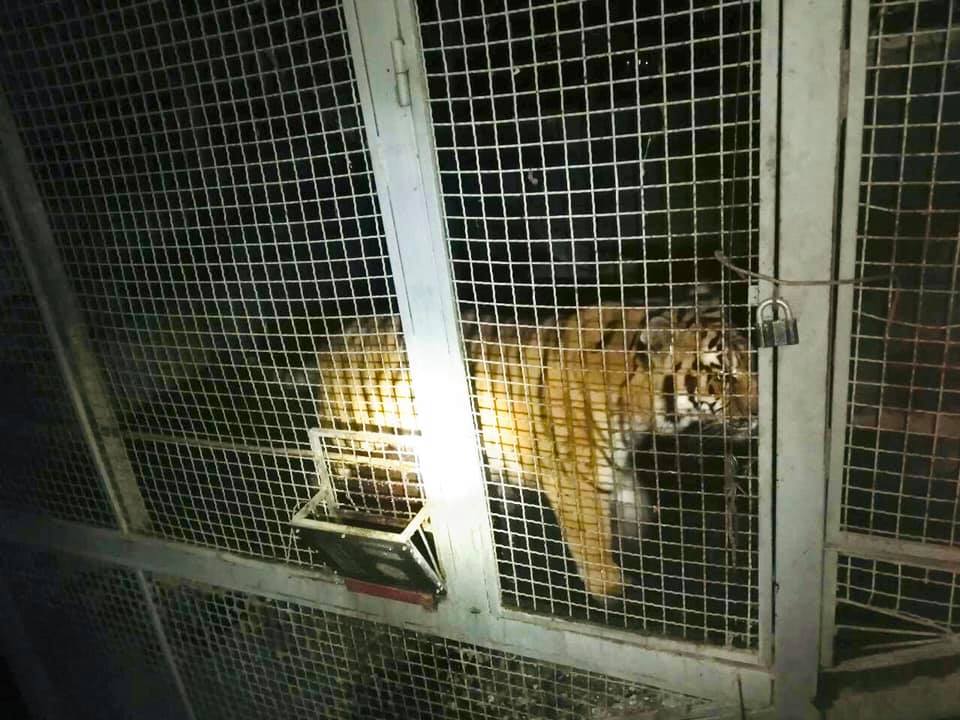 На частной территории в Киеве нашли 6 тигров