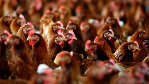 ЕС запретил импорт мяса птицы из Украины
