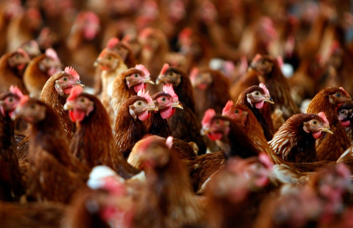 ЕС запретил импорт мяса птицы из Украины