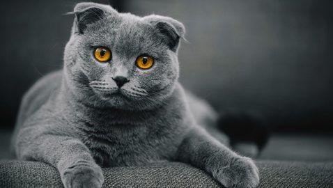 Помощник нардепа задекларировал «очень ценного» кота