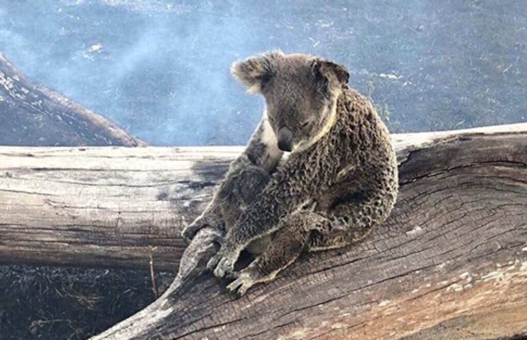 Количество погибших во время пожаров в Австралии животных превысило миллиард