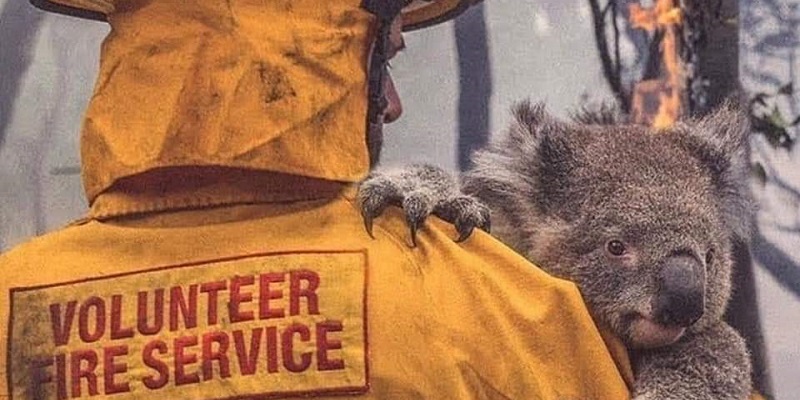 Из-за пожаров в Австралии погибли 24 человека и почти 500 млн животных — BBC
