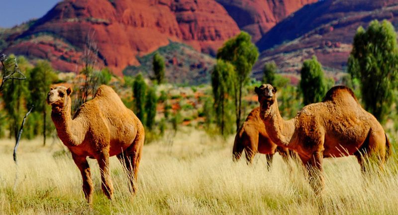 В Австралии убьют 10 тысяч верблюдов из-за нехватки воды