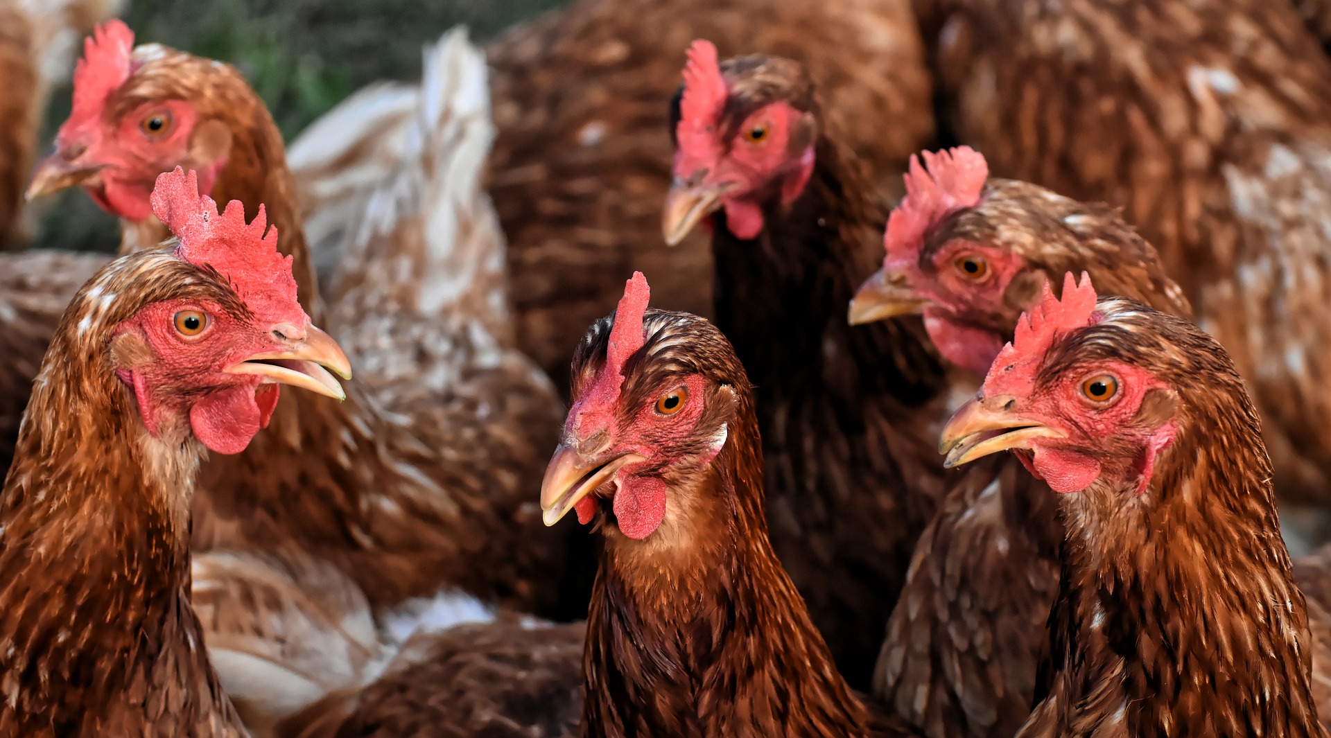 Милованов: Украина станет мировым лидером по росту производства курятины