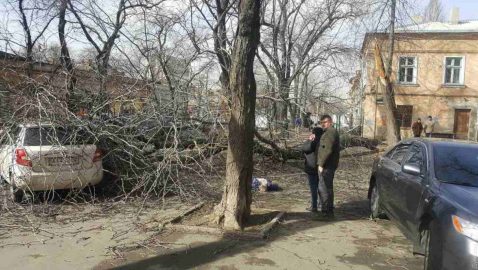 Упавшее в центре Одессы дерево убило женщину