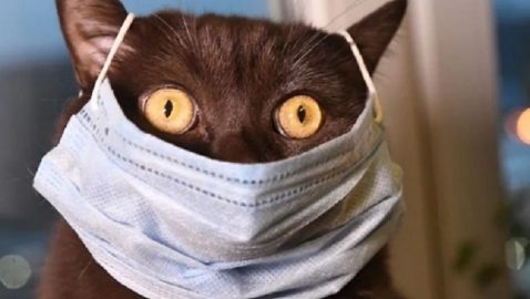 В США коронавирусом заболели домашние коты