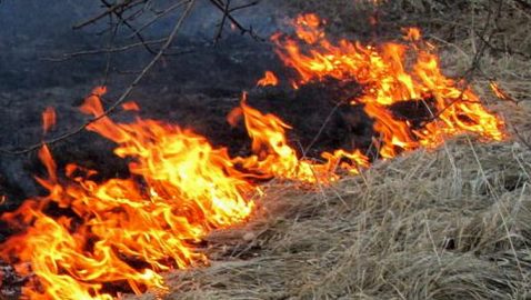 Сожгите аттестаты об образовании — Зеленский обратился к поджигателям травы