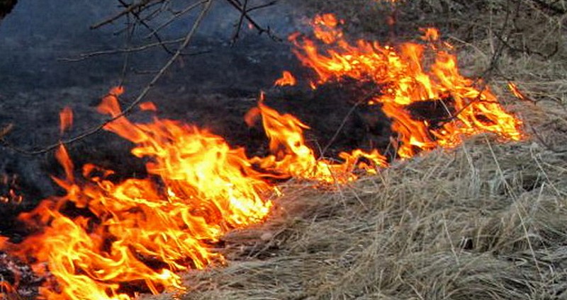 Сожгите аттестаты об образовании — Зеленский обратился к поджигателям травы