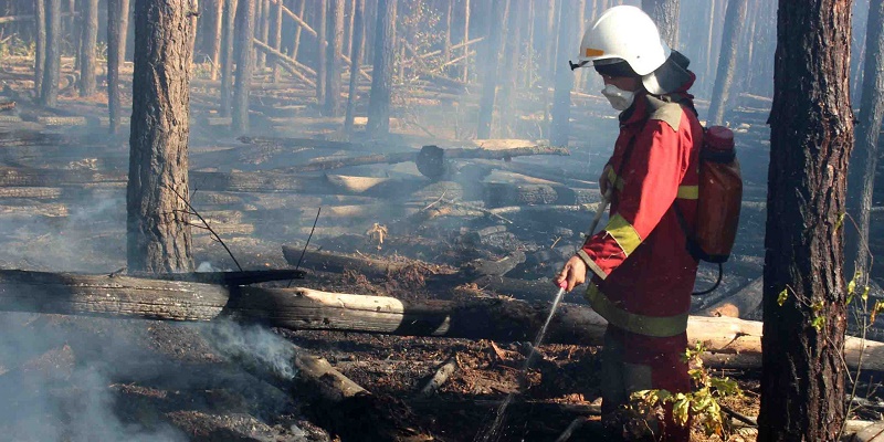 Штраф за поджог лесов увеличили до 153 тыс. грн