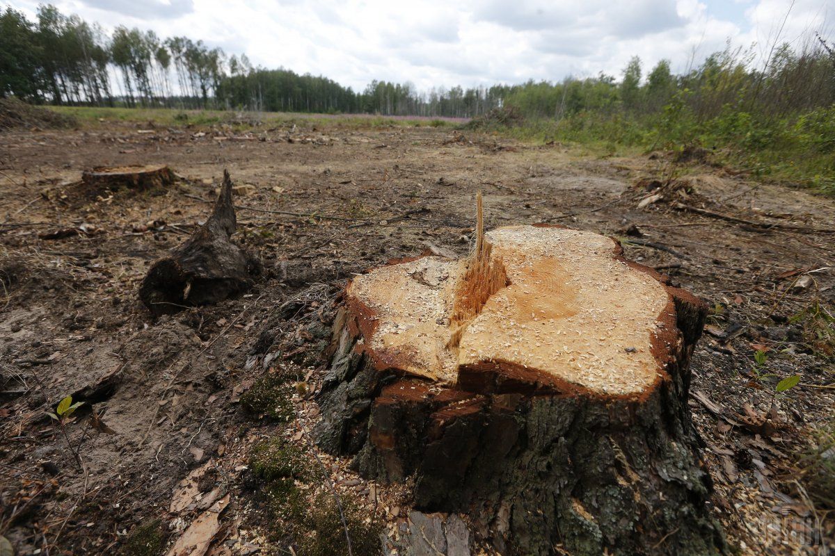В Украине более массовая вырубка лесов была только после войны — WWF