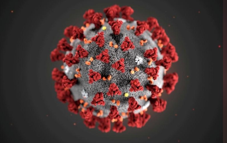 В Гарварде допустили, что коронавирус возник летом 2019-го. Китай называет это глупостью