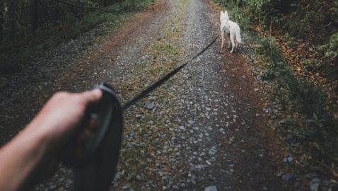 В Житомирской области ребенок нашел гранату во время выгула собаки
