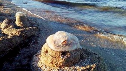 В Азовском море нашествие медуз, отдыхающие вытаскивают их сетями — видео