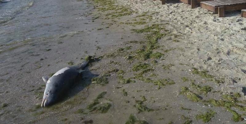 Около танкера Delfi нашли мёртвого дельфина