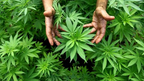 Зеленский понимает необходимость легализации марихуаны – «слуга народа»