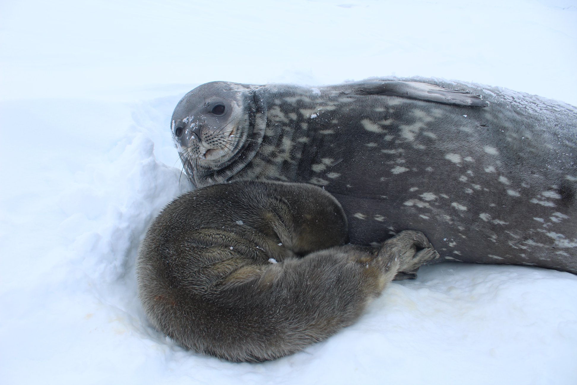 На станции «Академик Вернадский» в Антарктиде родился тюлень