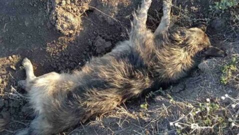 В Одесской области депутат застрелил из ружья пять собак