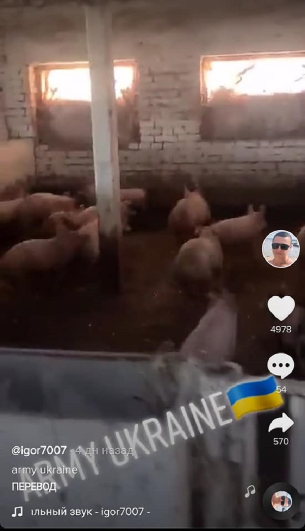 Пограничник со Львова в TikTok сравнил украинских военных со свиньями – офицер ВСУ - 2 - изображение