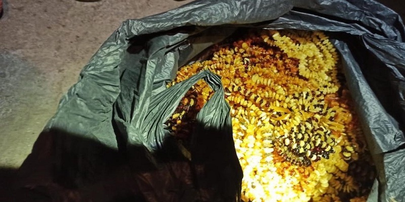 СБУ изъяла больше 800 кг янтаря, который хотели вывезти в Азию - 4 - изображение