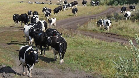 В Раде хотят разрешить украинцам варить самогон только при наличии коровы