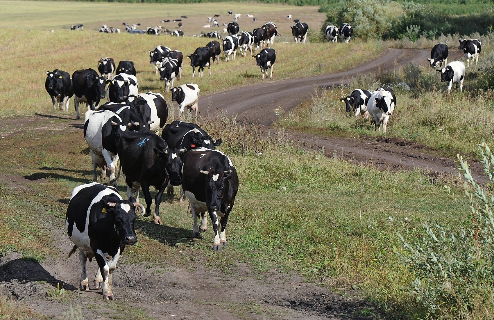 В Раде хотят разрешить украинцам варить самогон только при наличии коровы