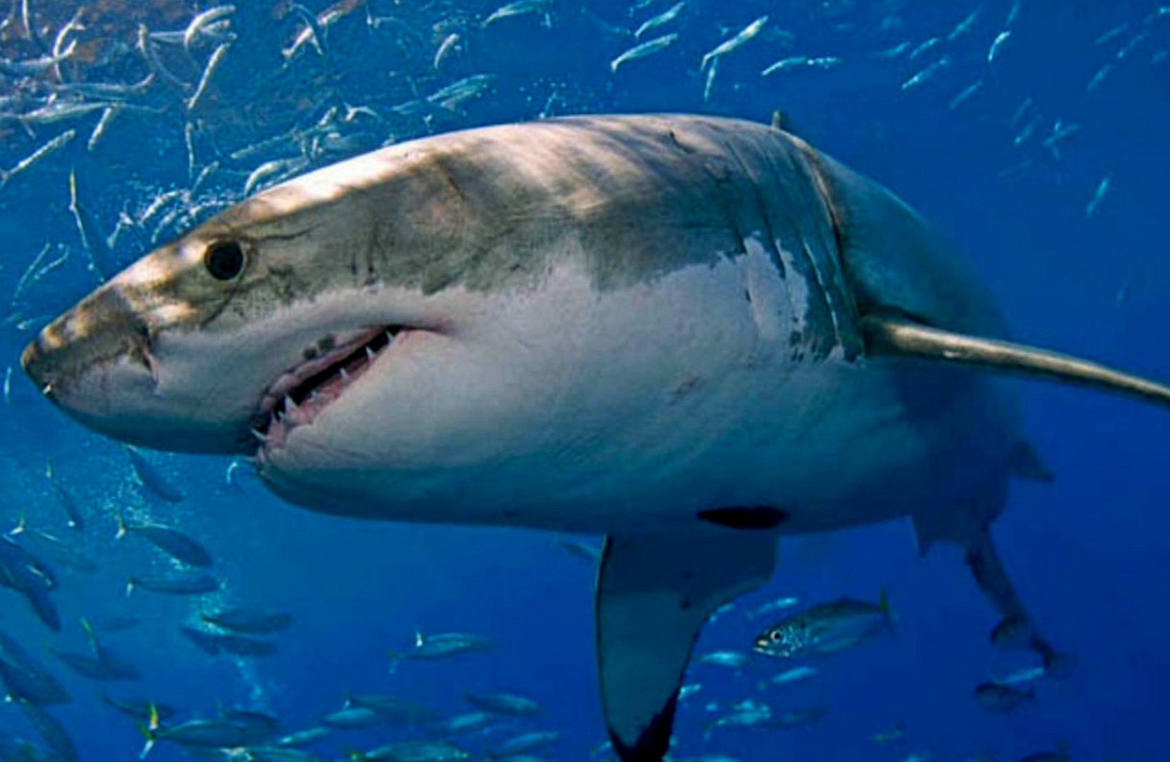 У МЗС повідомили про стан українців, на яких напала акула в Єгипті