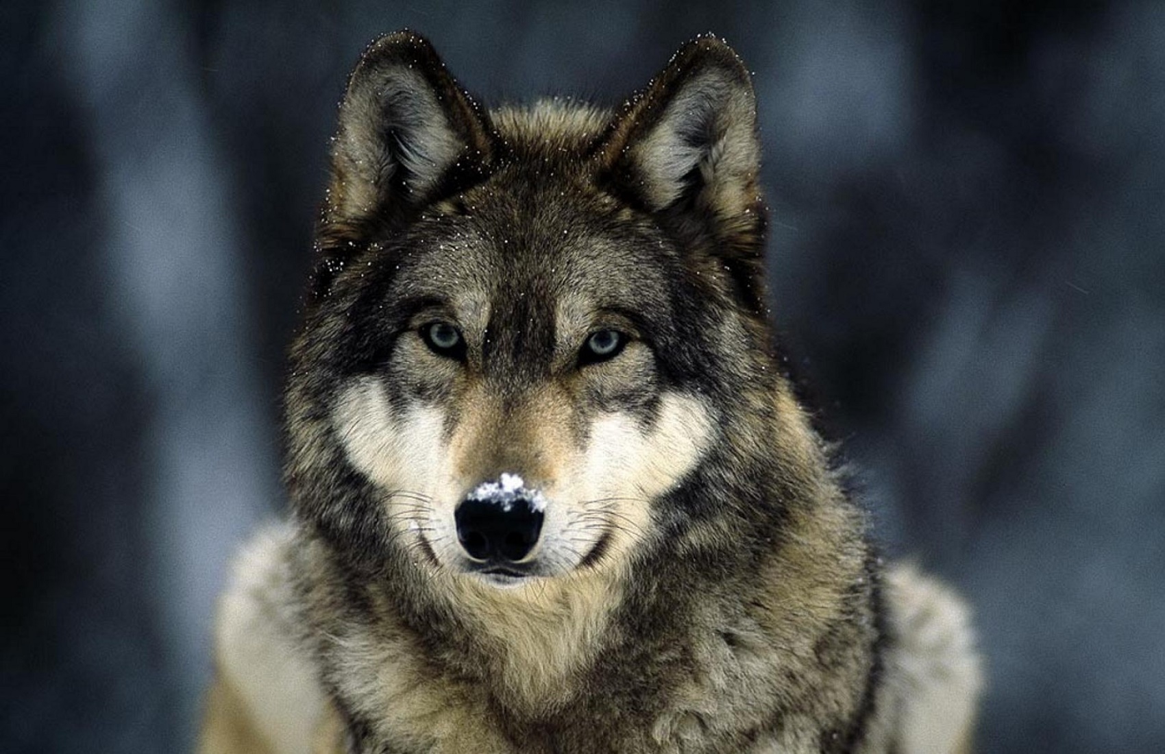 В лесах Тамбовской области зафиксировали только двух волков